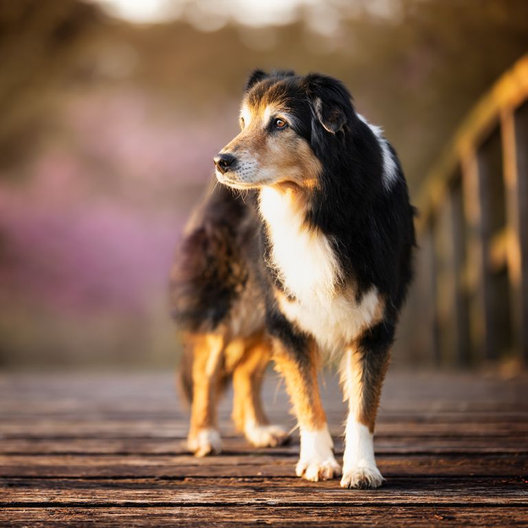 Hund auf Brücke Osteopathie Trier
