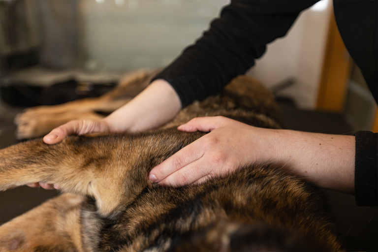 Hund wird massiert Physiotherapie