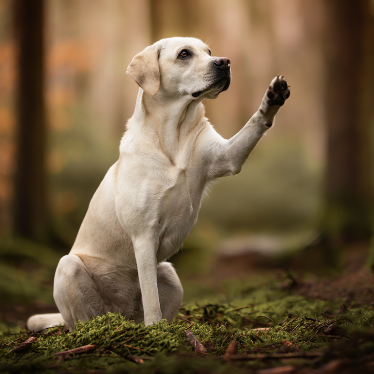 Hund winkt Tierosteopathie & Physiotherapie - Trier und Umgebung